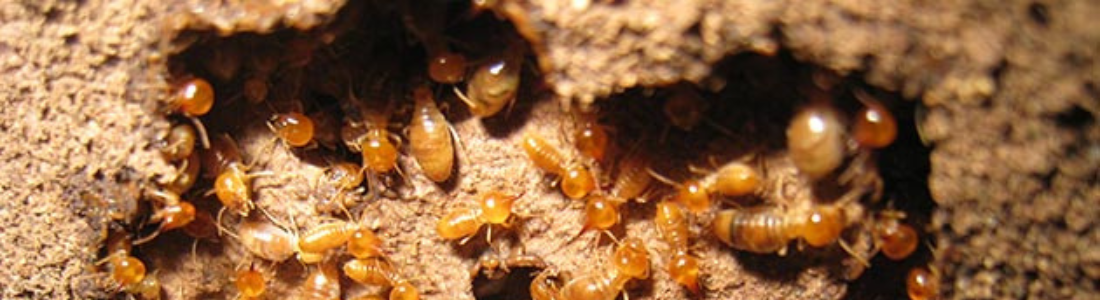 Cupim de Solo: Como Identificar os Sinais de Infestação e Proteger Seu Imóvel 24 HORAS